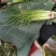 富平头茬红帽蒜苔白长鲜嫩不泡水每天新鲜采摘