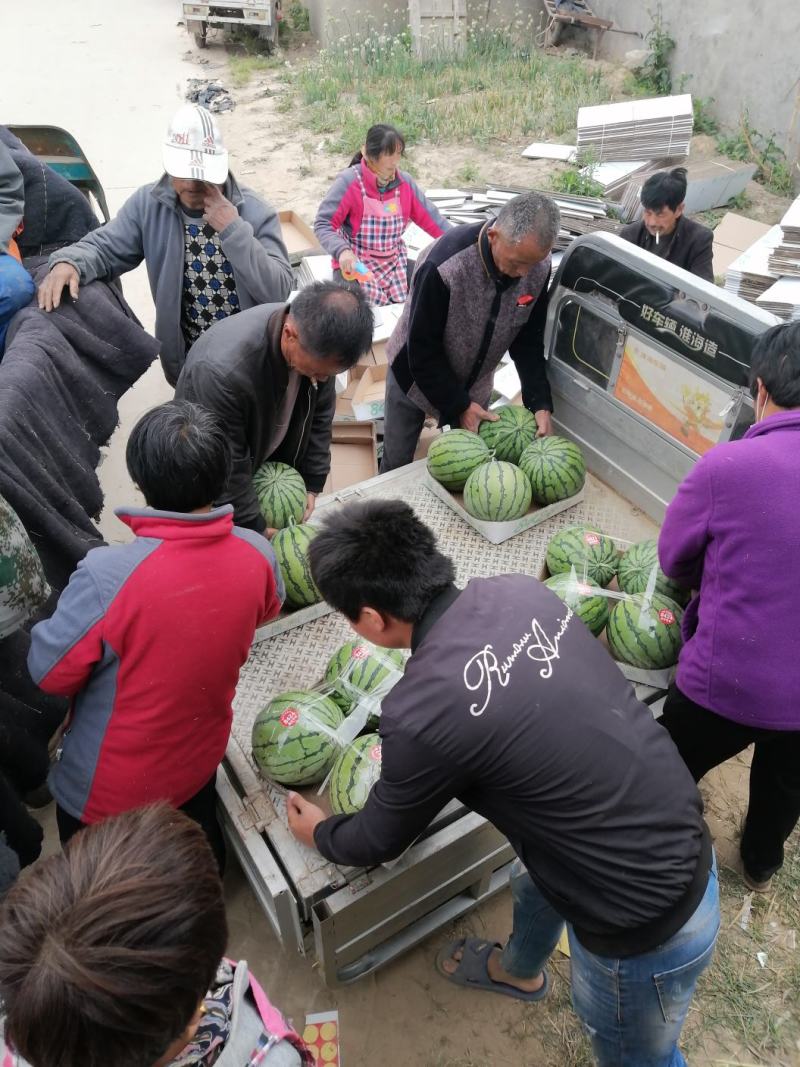 美都西瓜，口感好，产地直发，货源充足，电话联系