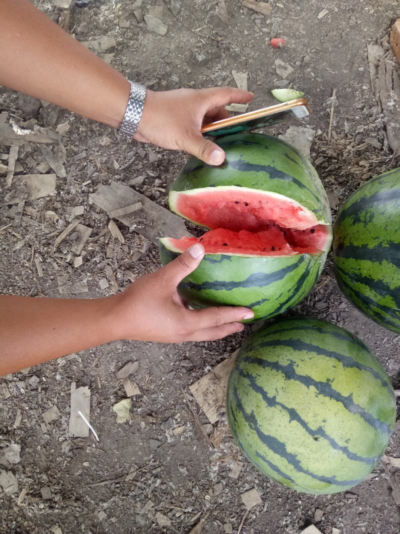 美都西瓜，口感好，产地直发，货源充足，电话联系