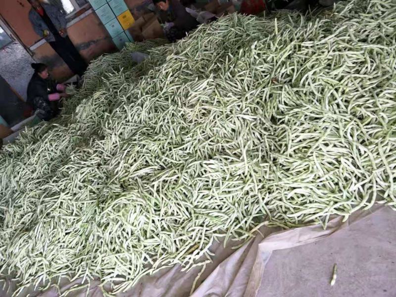 冷棚白豆角大量上市.质量好.产地代办.欢迎咨询.