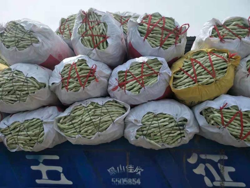 冷棚白豆角大量上市.质量好.产地代办.欢迎咨询.