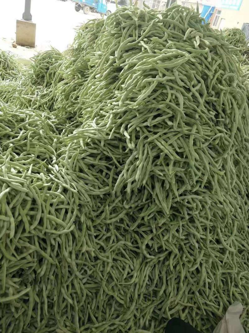 冷棚白豆角大量上市.质量好.产地代办.欢迎咨询.