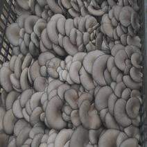 高山黑蘑菇
