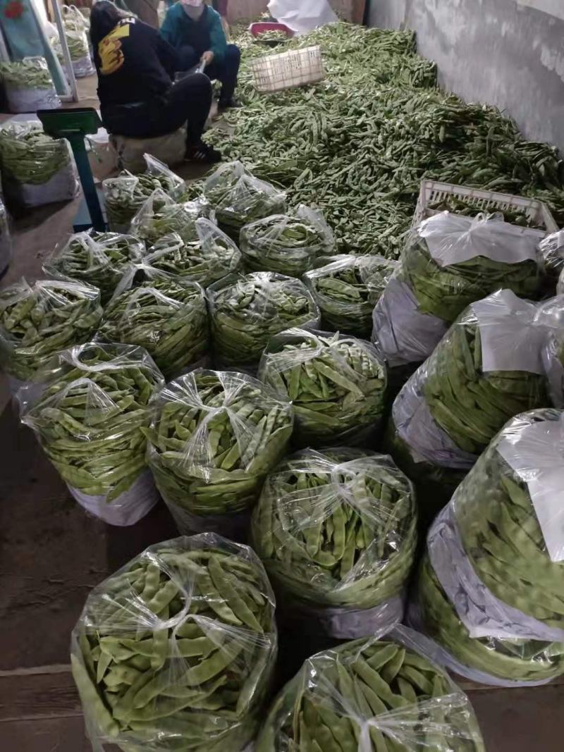 油豆大量上市.质量好.颜色好.欢迎各地老板咨询.