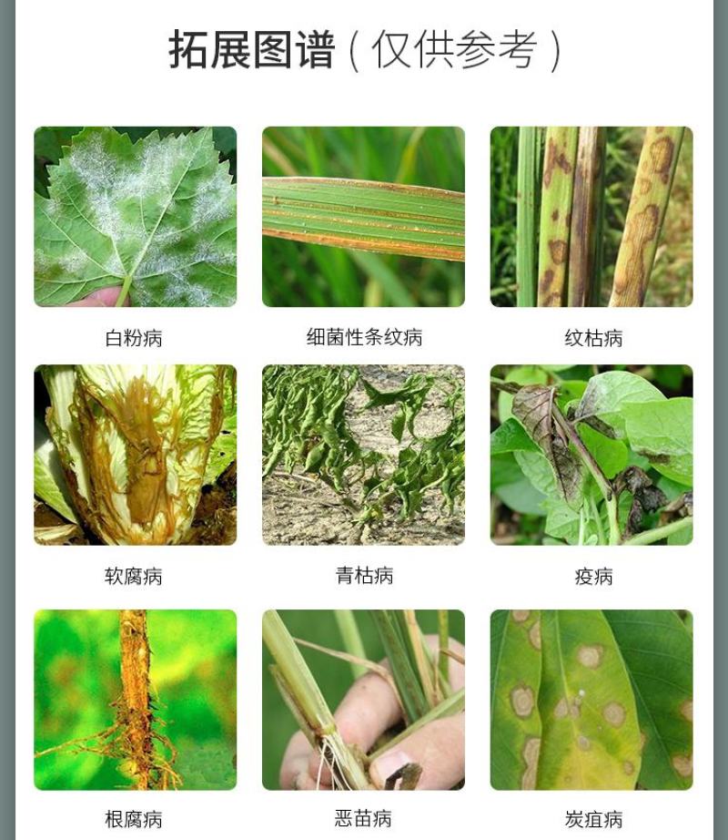 氯溴异氰尿酸细菌真菌病毒霜霉软腐病土壤消毒通用杀菌剂