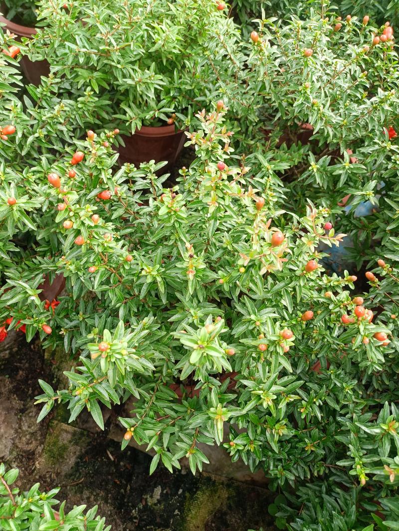 石榴花，代表吉祥如意，花开非常漂亮适合庭院阳台种植