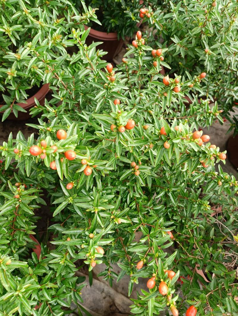 石榴花，代表吉祥如意，花开非常漂亮适合庭院阳台种植