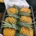 菠萝广东菠萝香水菠萝热带水果批发价格菠萝直销现货价格优惠