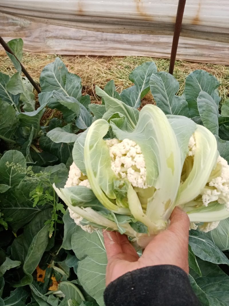 青梗散花菜，质量好，产地直销，货源充足
