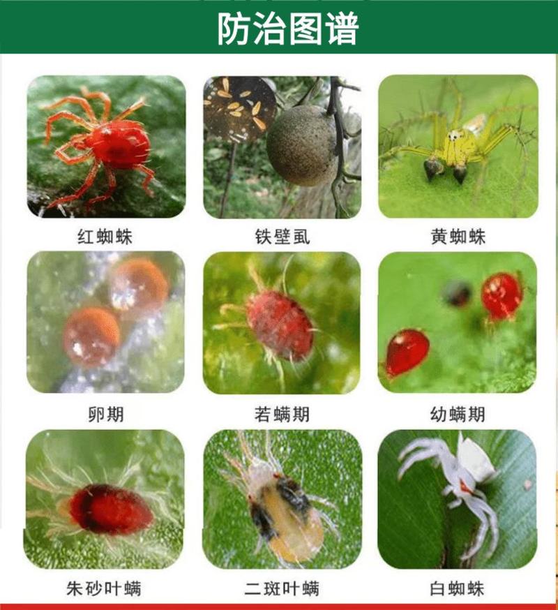 15%哒螨灵杀虫剂农药花卉果树月季红蜘蛛虫卵杀螨剂