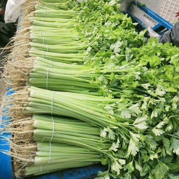 精品香芹