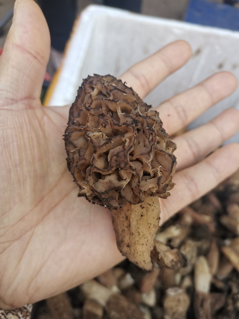 【香格里拉野生羊肚菌】假一赔十