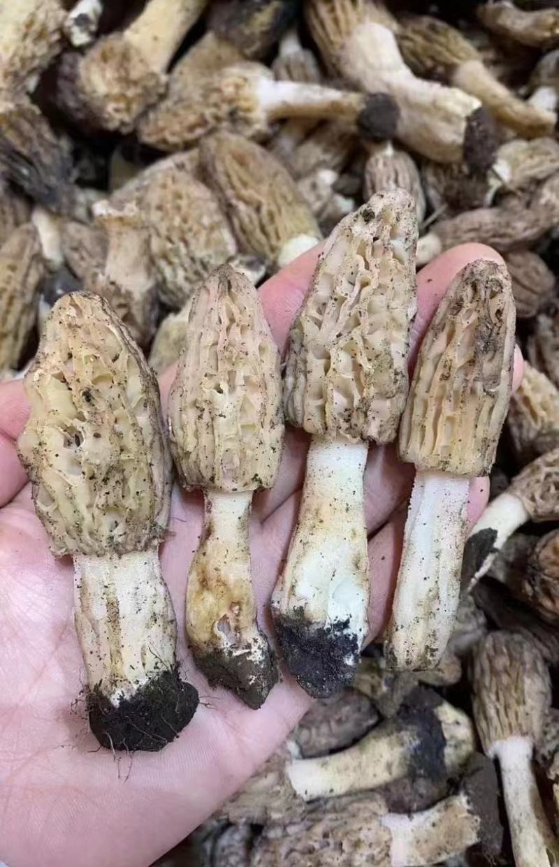 【香格里拉野生羊肚菌】假一赔十