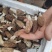 【香格里拉野生羊肚菌】假一赔十