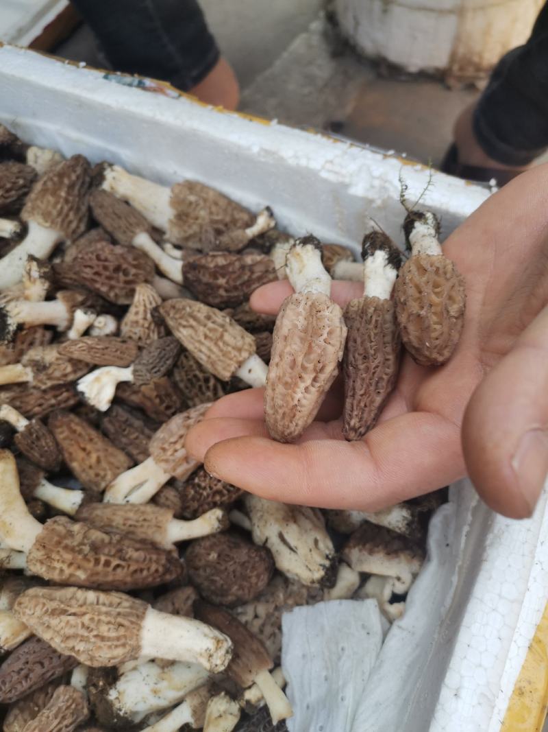 【香格里拉野生羊肚菌】假一赔十