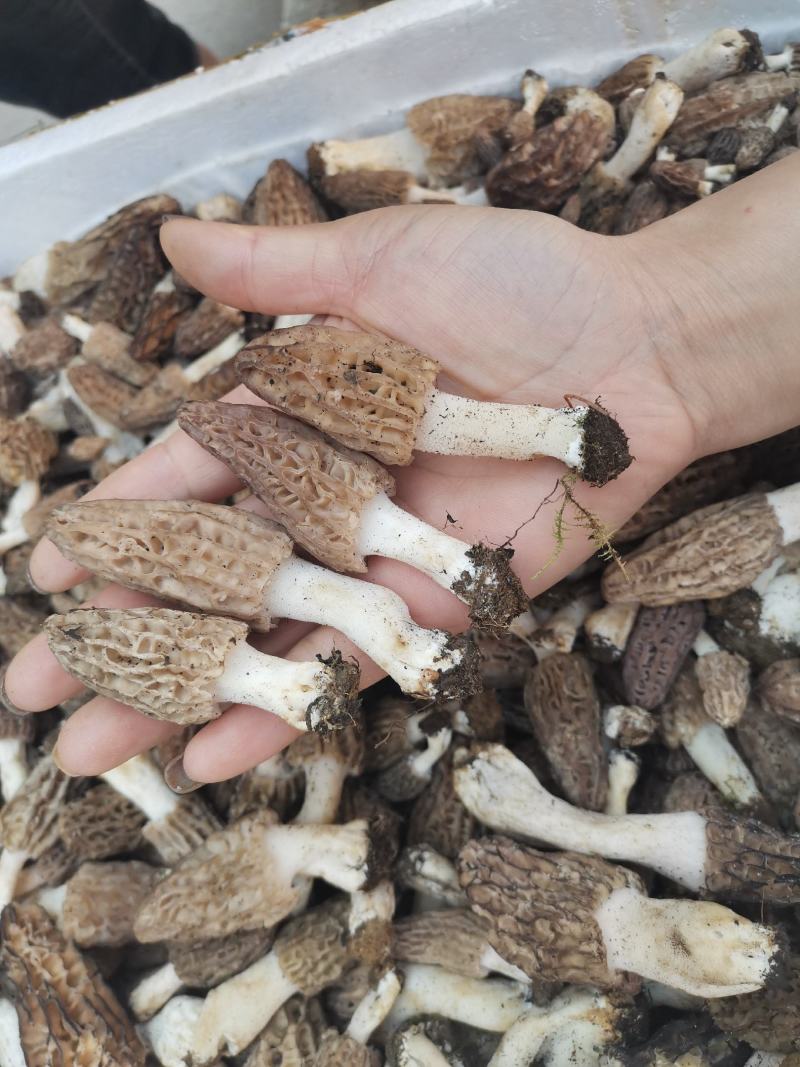 【香格里拉野生羊肚菌】假一赔十