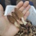 【香格里拉野生羊肚菌】假一赔十