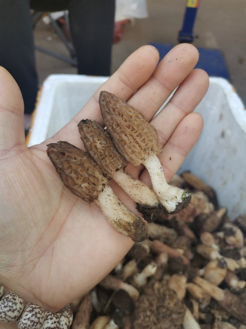 【香格里拉野生羊肚菌】假一赔十
