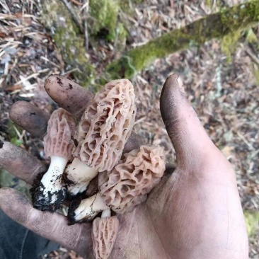 【香格里拉野生羊肚菌】假一赔十