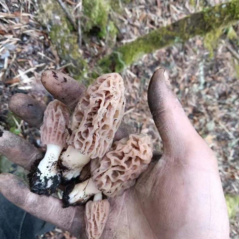 【香格里拉野生羊肚菌】假一赔十