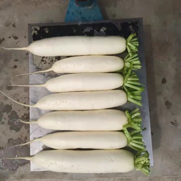 电商泥萝卜大量有货，加工厂用价格便宜，需要的客户联系