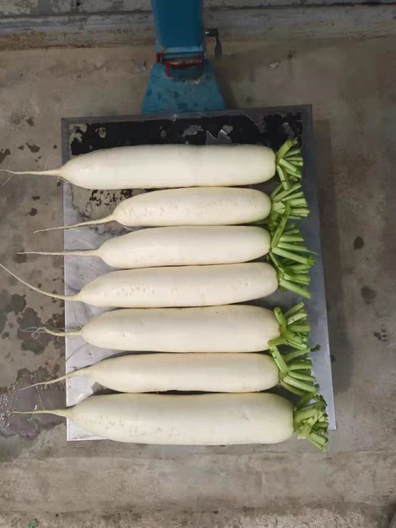 电商泥萝卜大量有货，加工厂用价格便宜，需要的客户联系