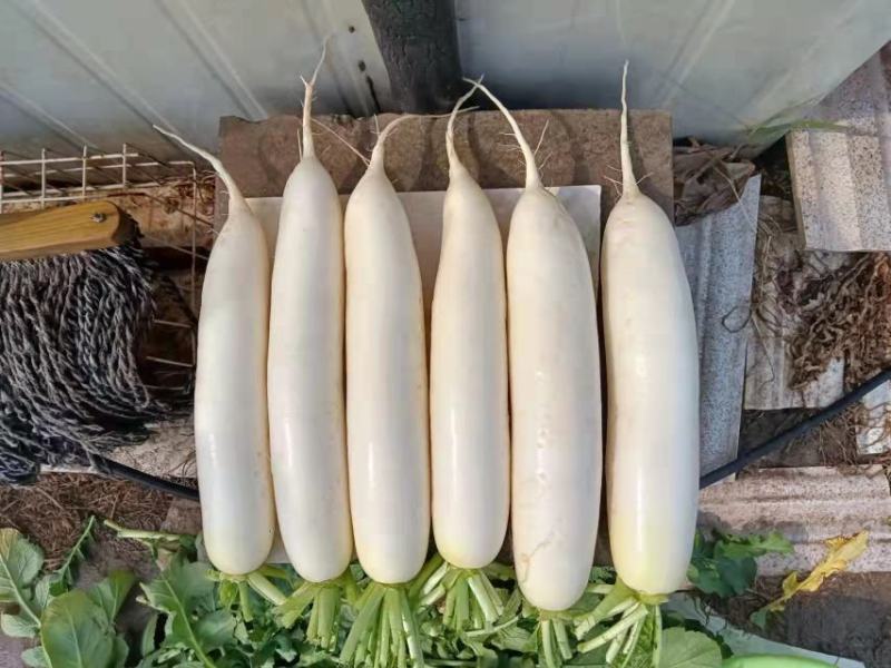 电商泥萝卜大量有货，加工厂用价格便宜，需要的客户联系