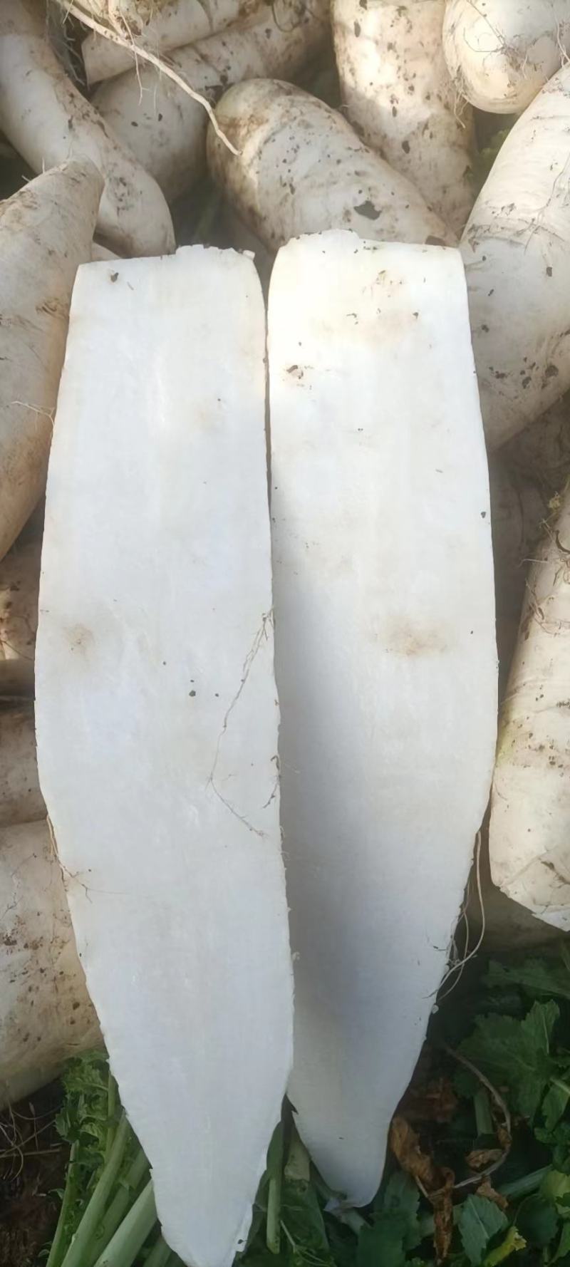 电商泥萝卜大量有货，加工厂用价格便宜，需要的客户联系