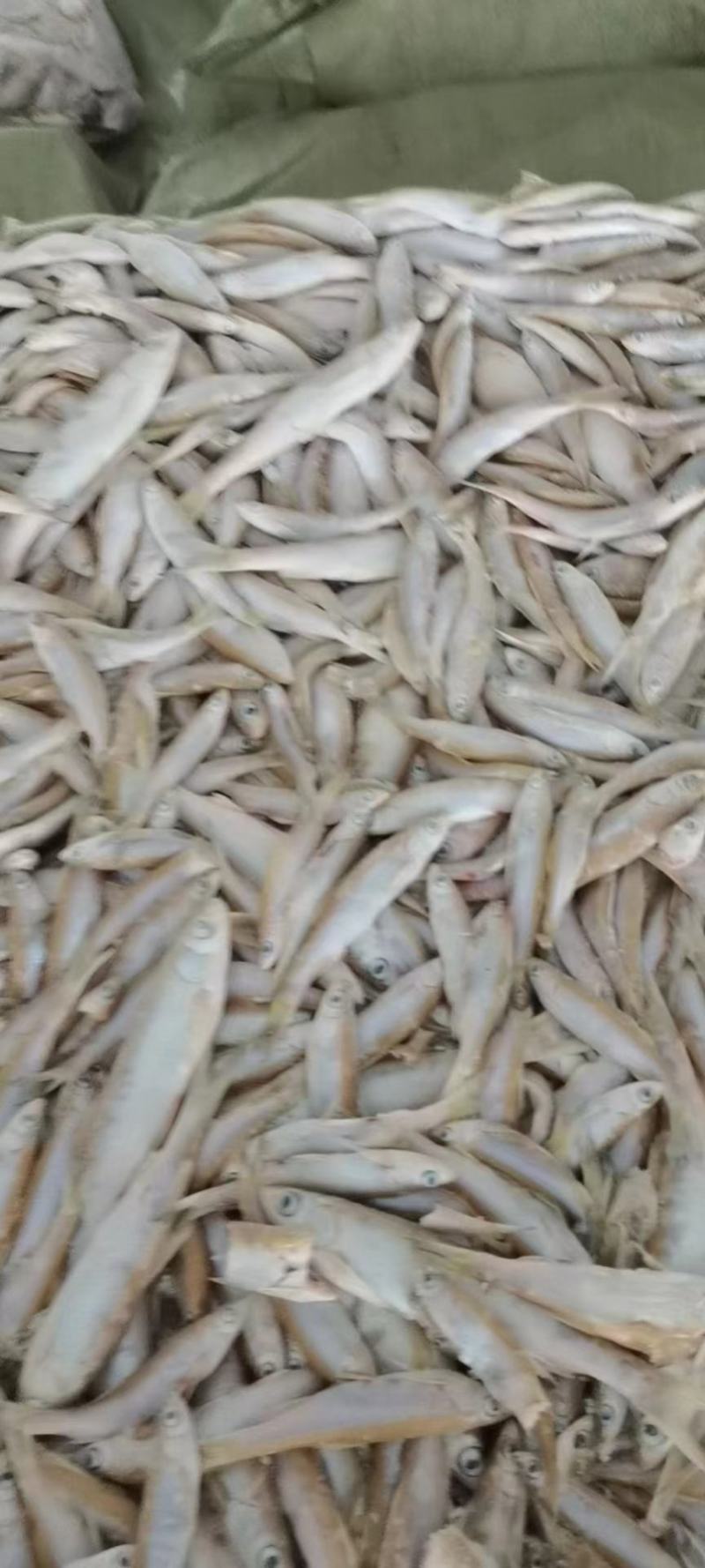 饲料鱼