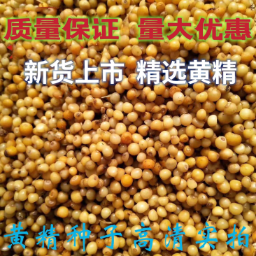 精选黄精种子去皮净籽老虎姜种子姜型甜黄精提供播种技术