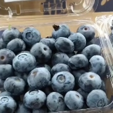 山东优质蓝莓