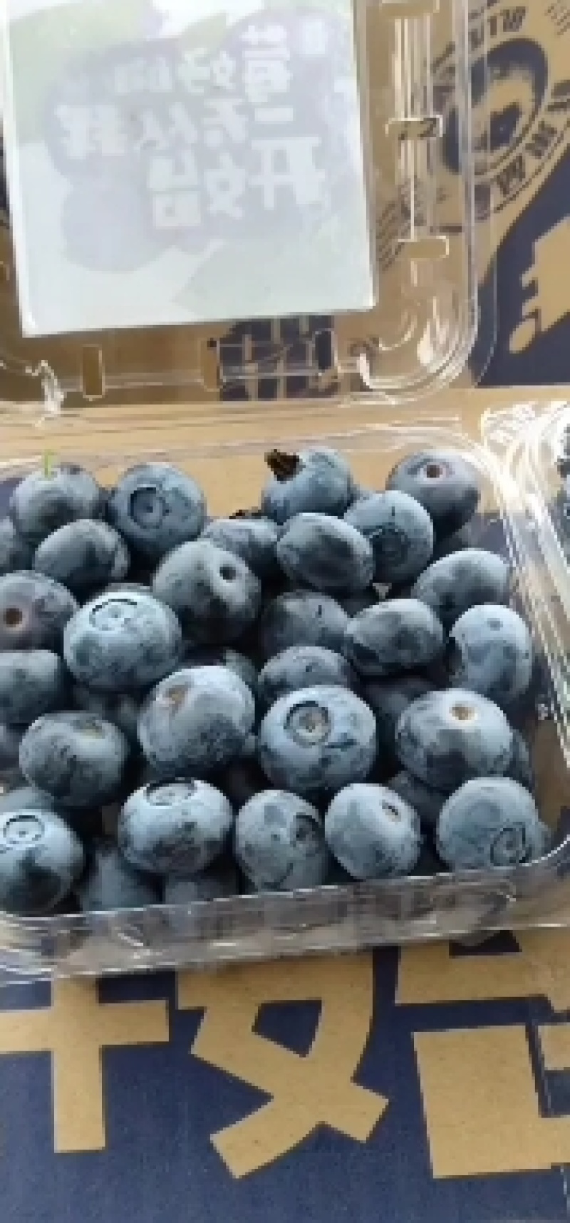 山东优质蓝莓