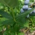 山东优质蓝莓