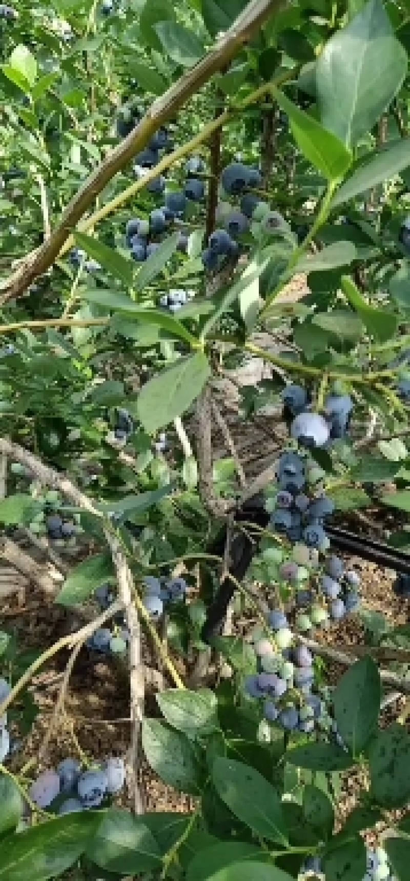 山东优质蓝莓