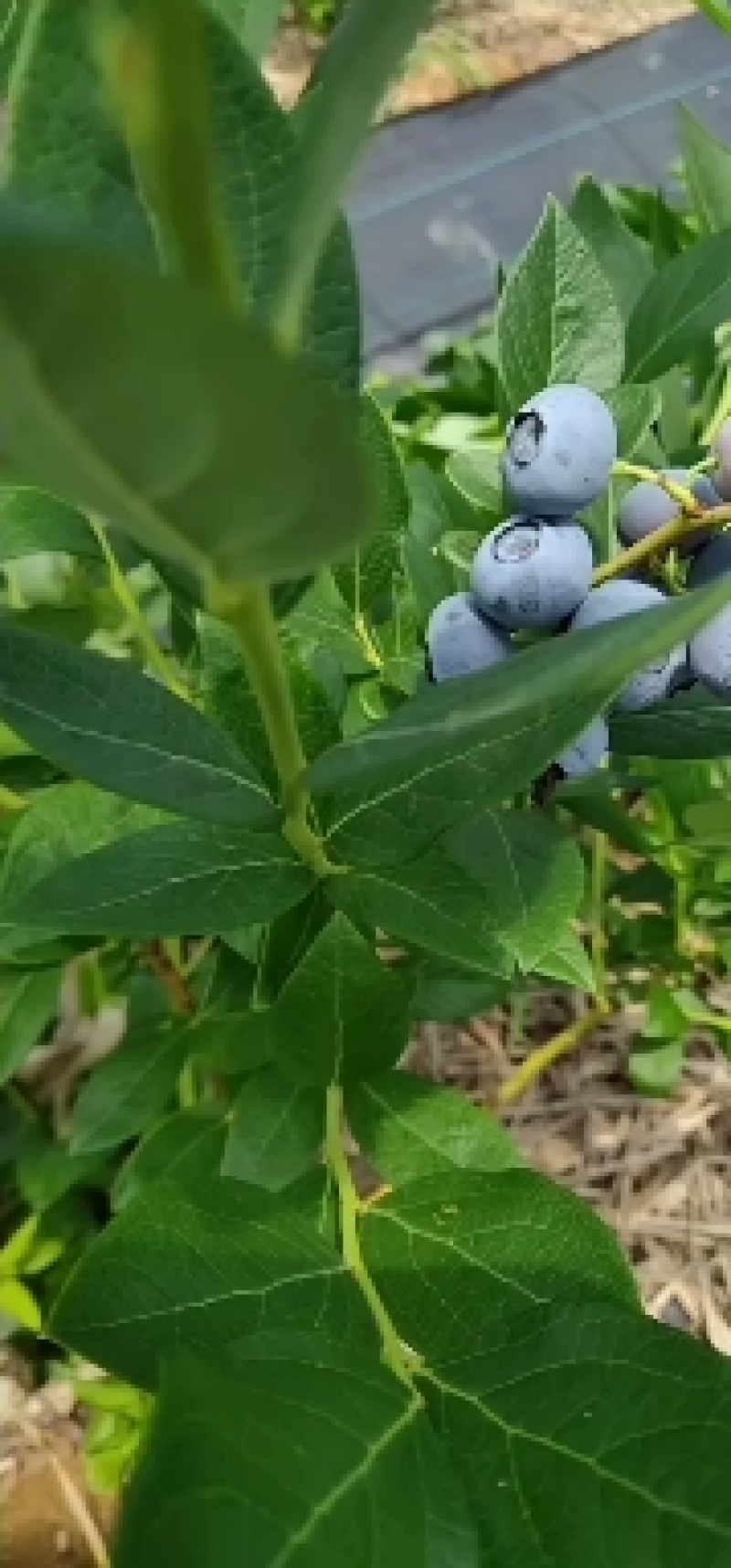 山东优质蓝莓
