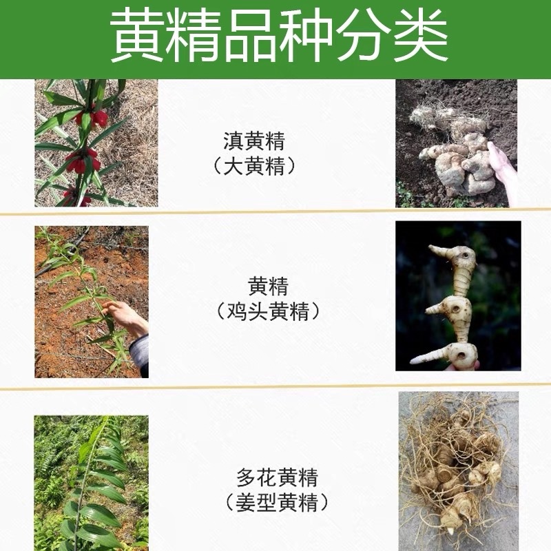 精选黄精种子去皮净籽老虎姜种子姜型甜黄精提供播种技术