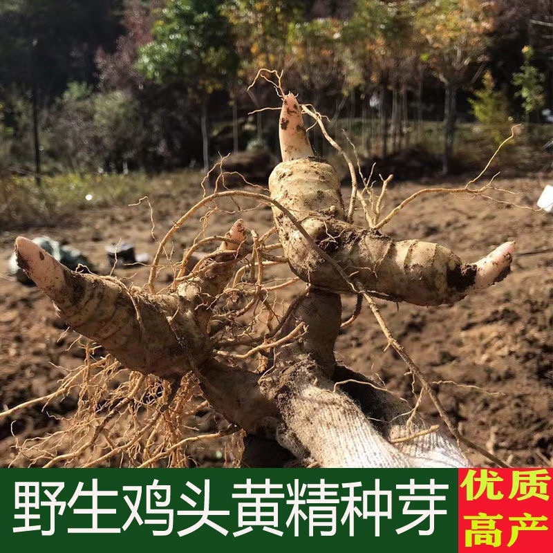 精选黄精种子去皮净籽老虎姜种子姜型甜黄精提供播种技术