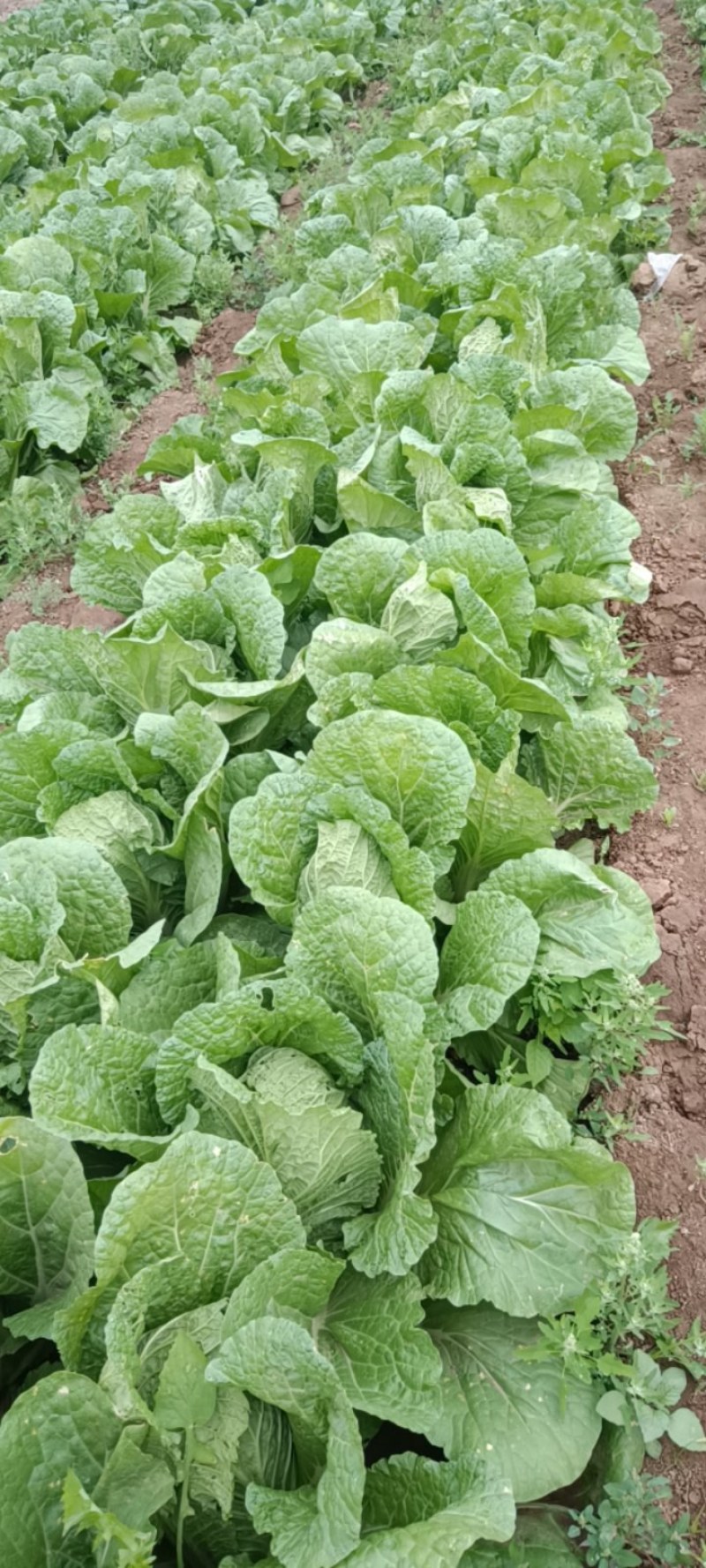 全黄芯白菜白菜景芝镇白菜净菜