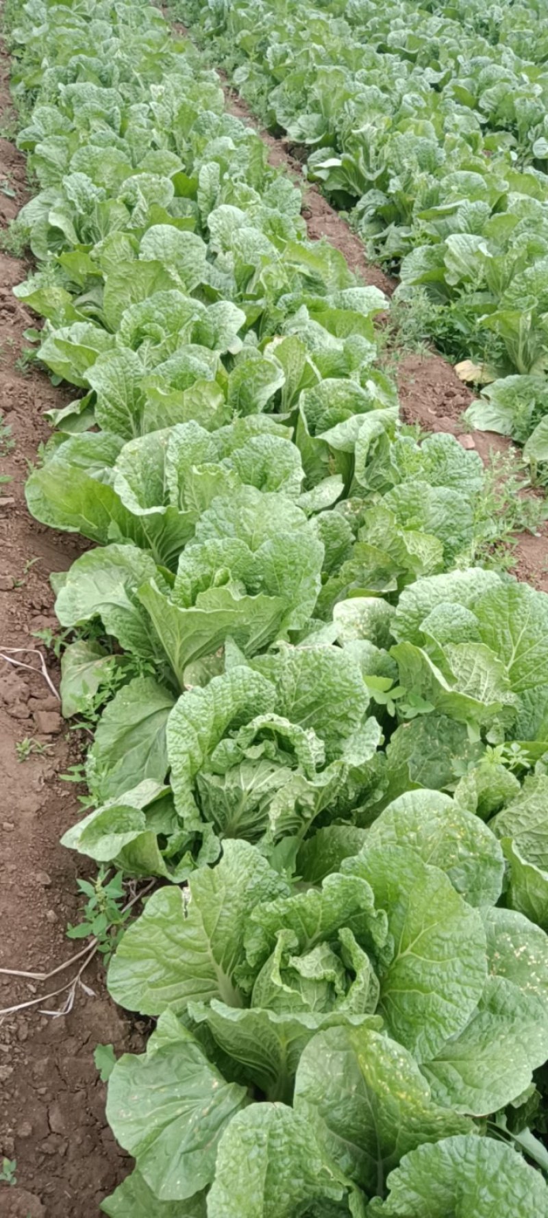 全黄芯白菜白菜景芝镇白菜净菜