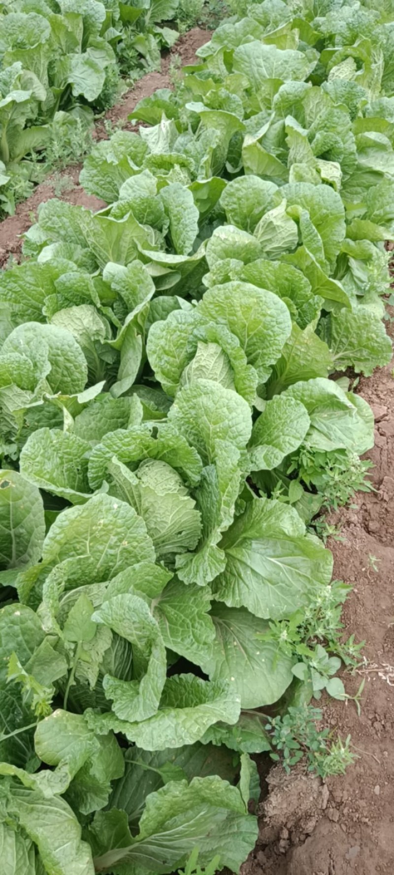 全黄芯白菜白菜景芝镇白菜净菜