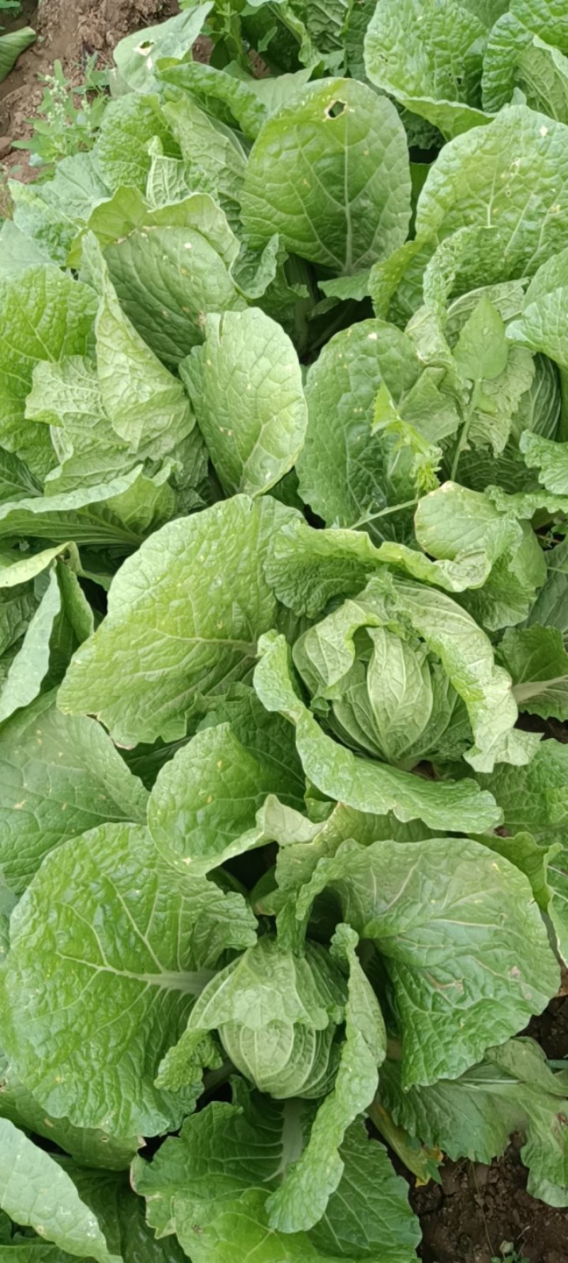 全黄芯白菜白菜景芝镇白菜净菜