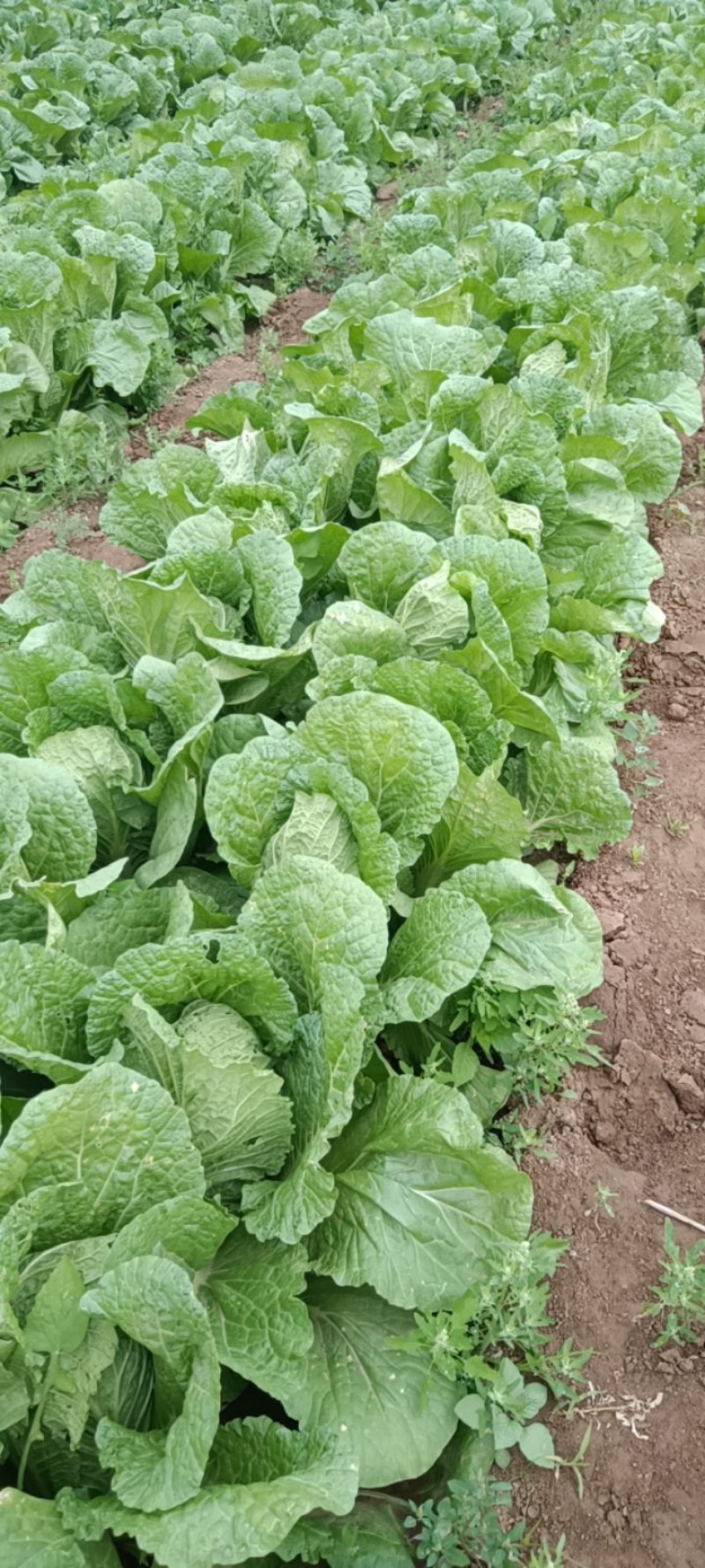 全黄芯白菜白菜景芝镇白菜净菜