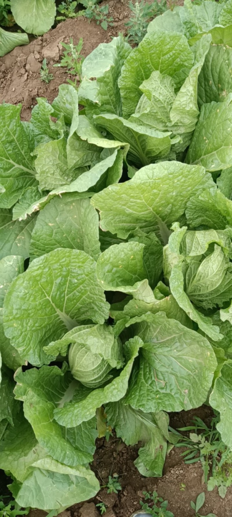 全黄芯白菜白菜景芝镇白菜净菜