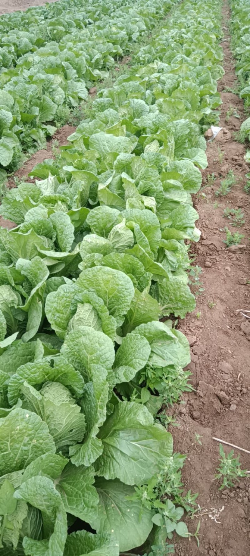 全黄芯白菜白菜景芝镇白菜净菜