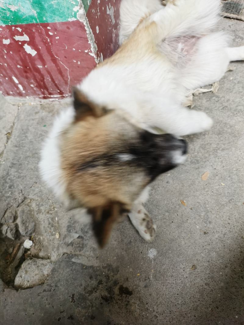 小狗狗