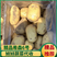 【土豆】河北昌黎精品希森6号土豆大量上市现挖现卖
