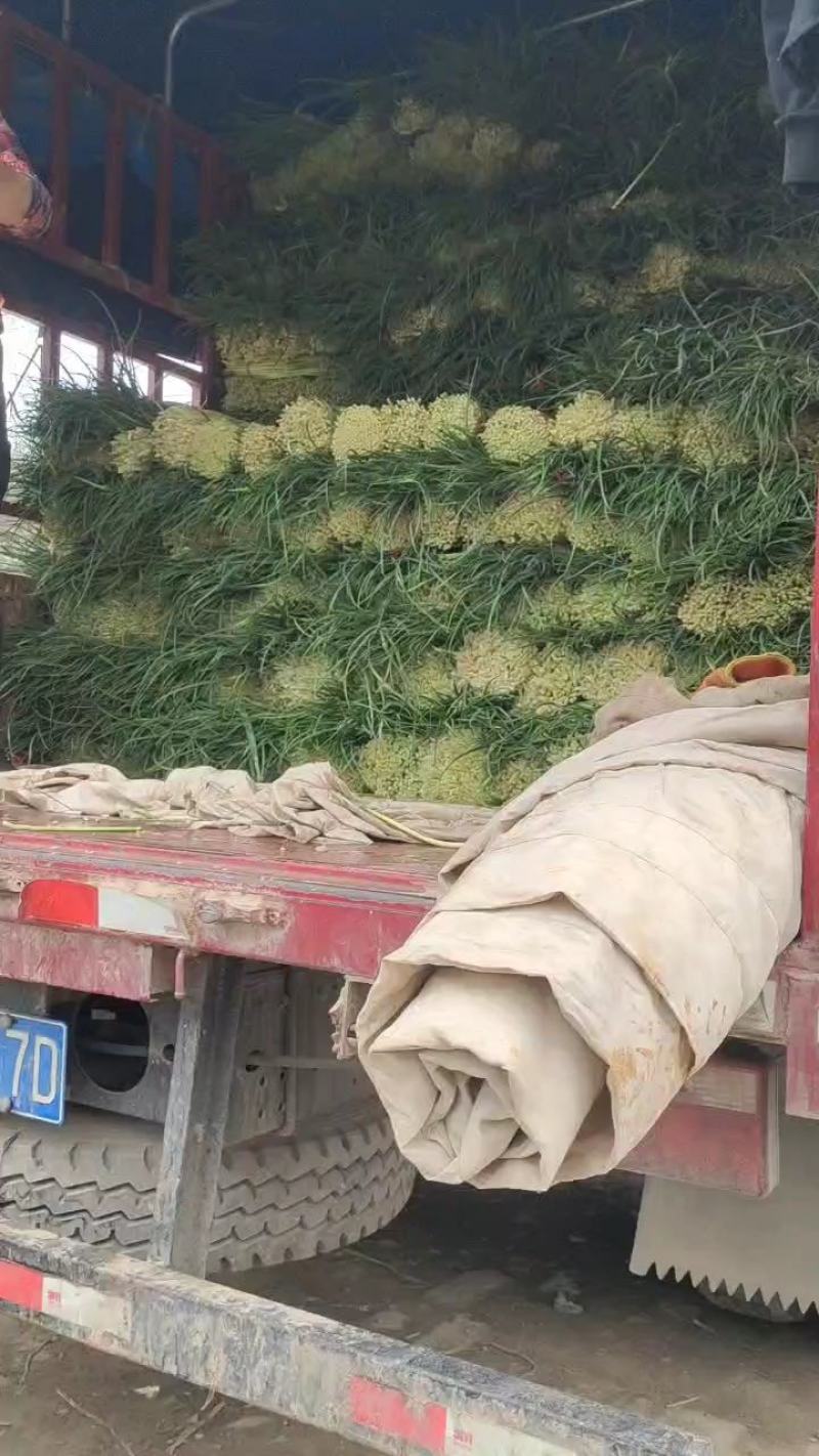 纯鲜薹，粗细适中，长度60-70公分，随行就市，大量走货