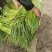 纯鲜薹，粗细适中，长度60-70公分，随行就市，大量走货