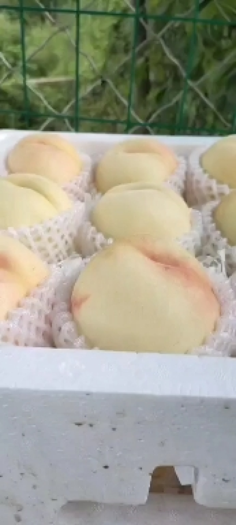 蜜桃