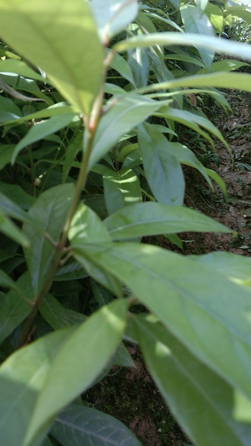 楠木苗